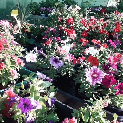 Floristería La Campana - Instalaciones (42)