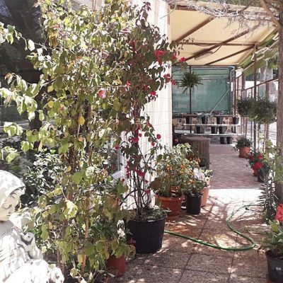 Floristería La Campana - Instalaciones (63)