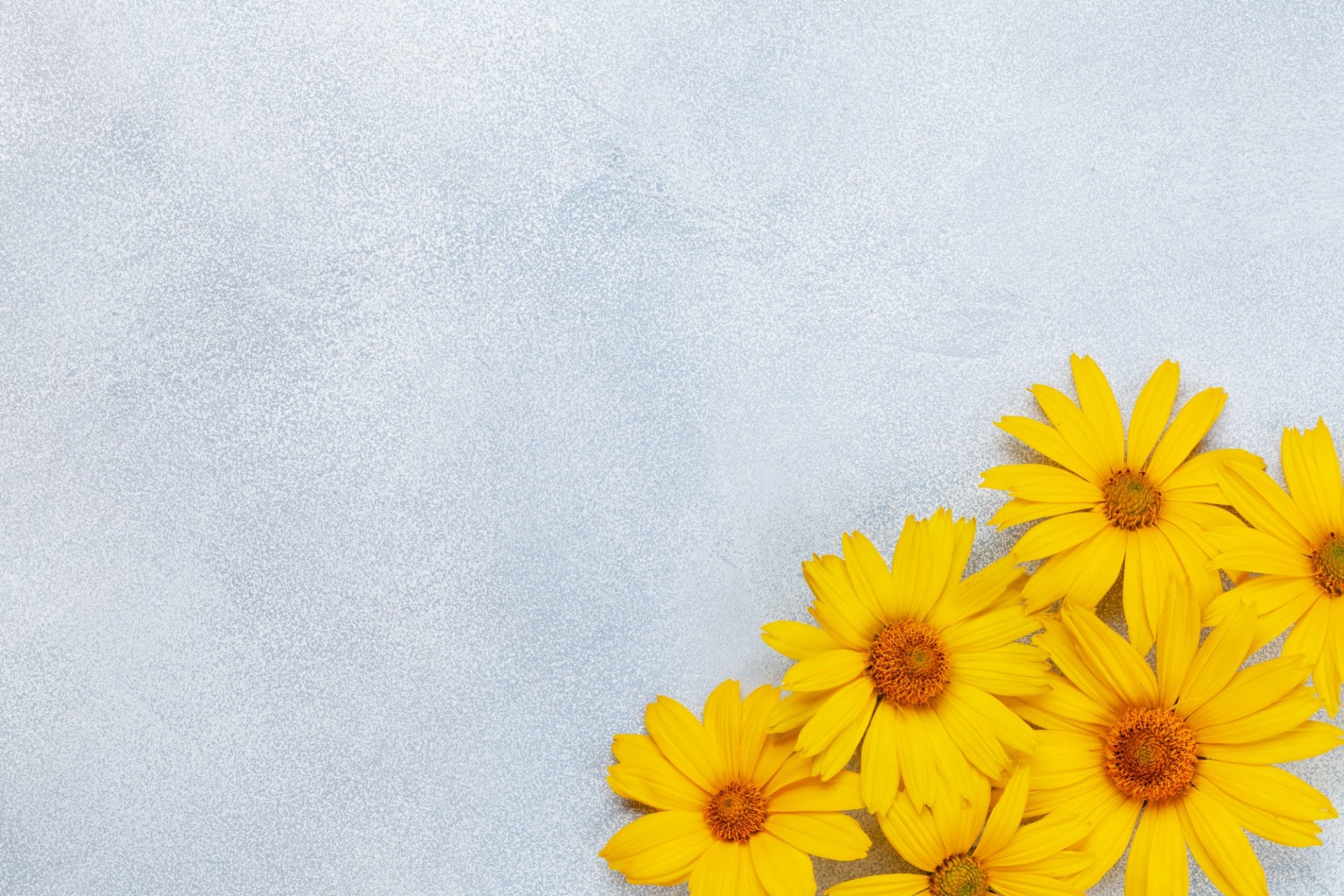 Chamomile flowers background. Garden daisy