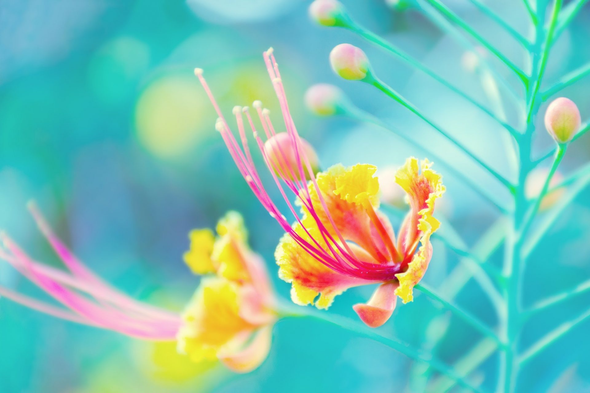 Tropical flower background.