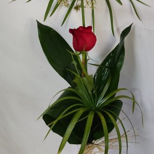 Rosa de San Valentín